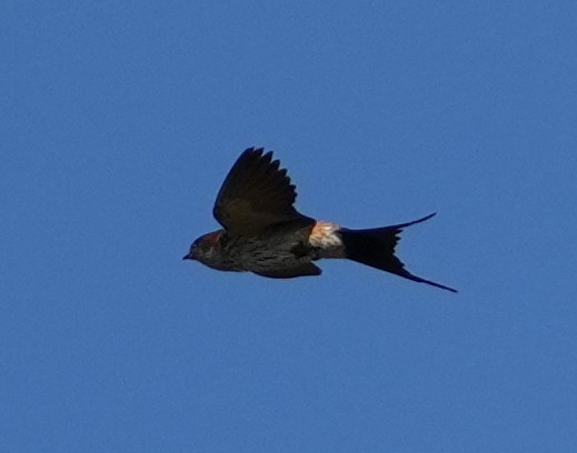 Golondrina Dáurica Oriental (grupo striolata) - ML625394407