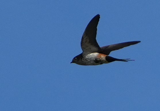 Eastern Red-rumped Swallow (Striated) - ML625394408