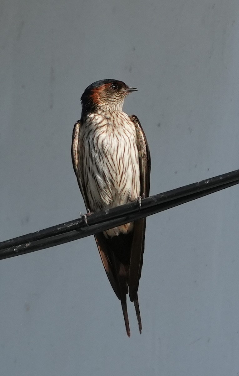 Golondrina Dáurica Oriental (grupo striolata) - ML625394409