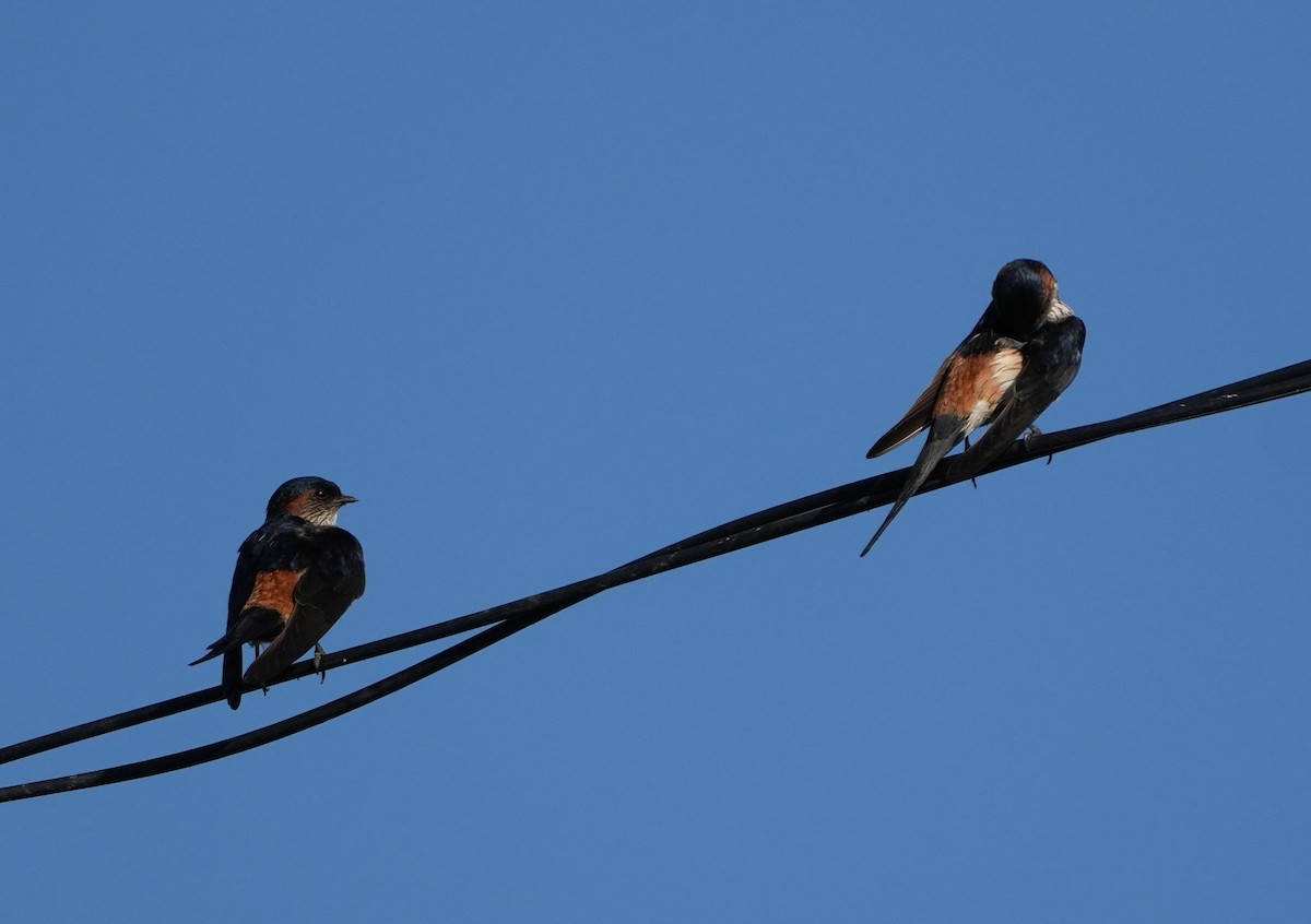 Golondrina Dáurica Oriental (grupo striolata) - ML625394410