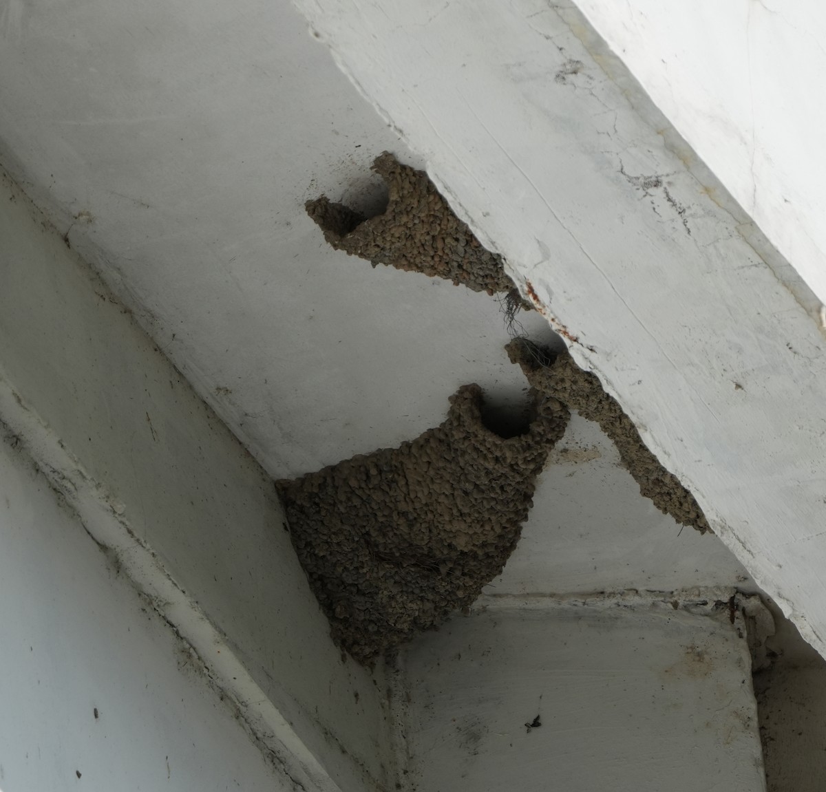 Eastern Red-rumped Swallow (Striated) - ML625394411