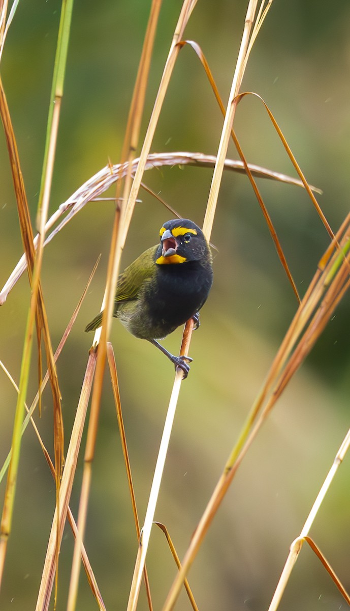 Yellow-faced Grassquit - ML625394443