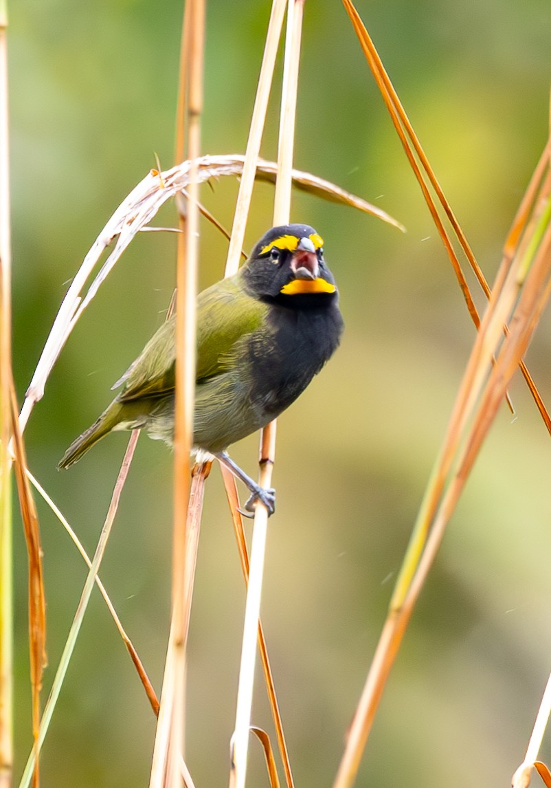 Yellow-faced Grassquit - ML625394444