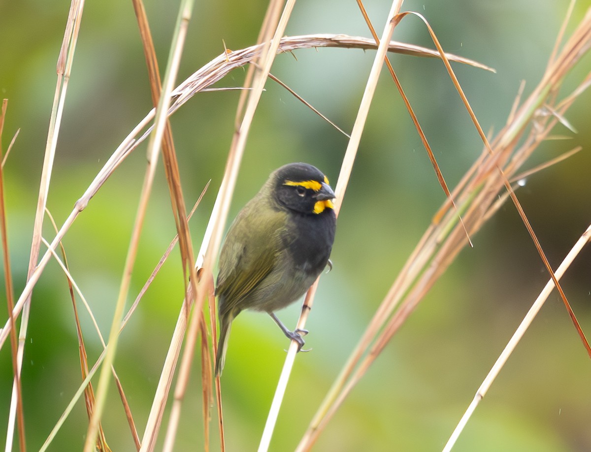 Yellow-faced Grassquit - ML625394445