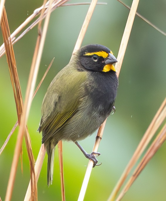 Yellow-faced Grassquit - ML625394446