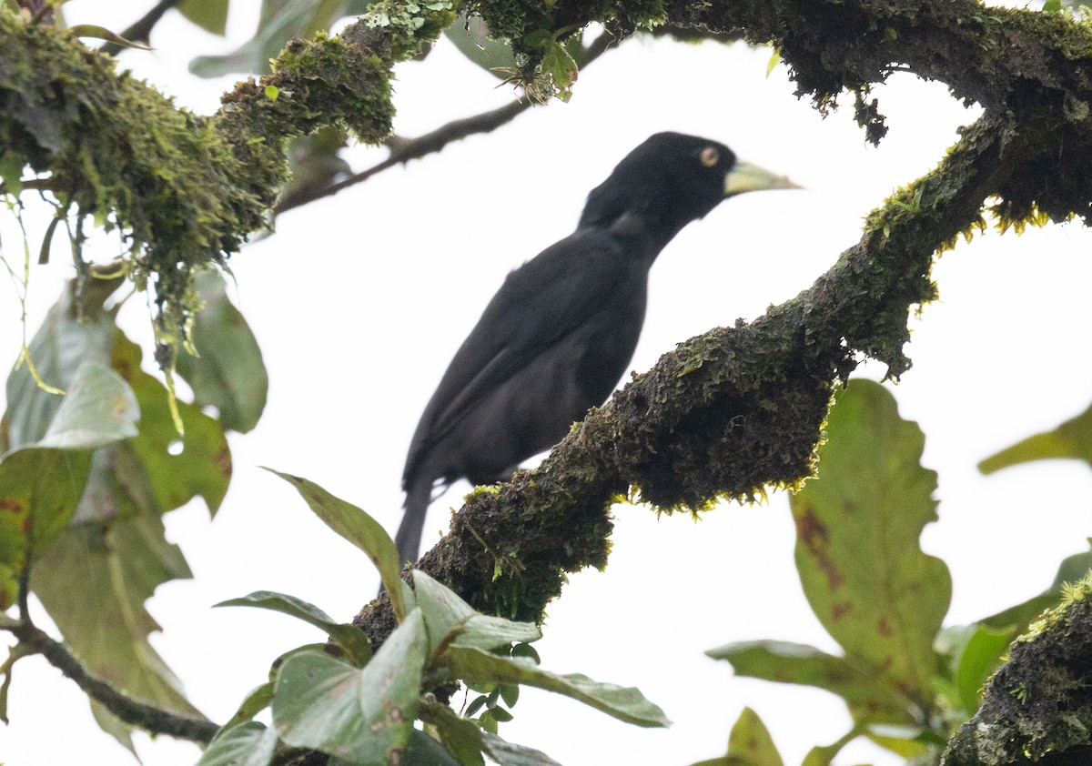 Yellow-billed Cacique - ML625394475