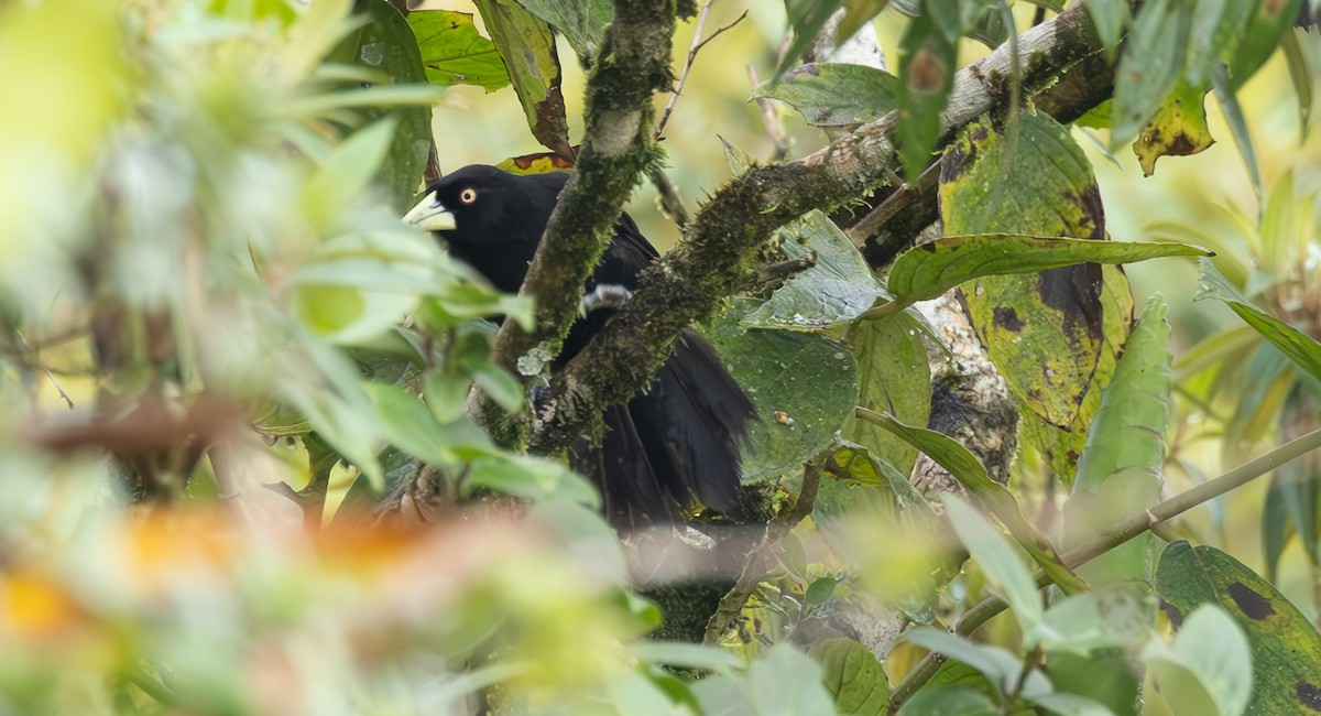 Yellow-billed Cacique - ML625394494