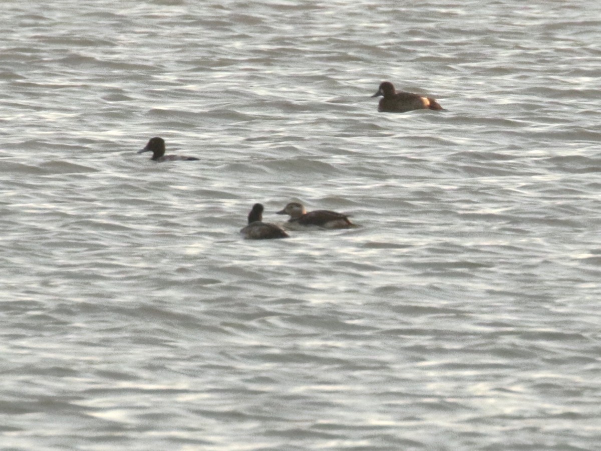 Long-tailed Duck - ML625394509