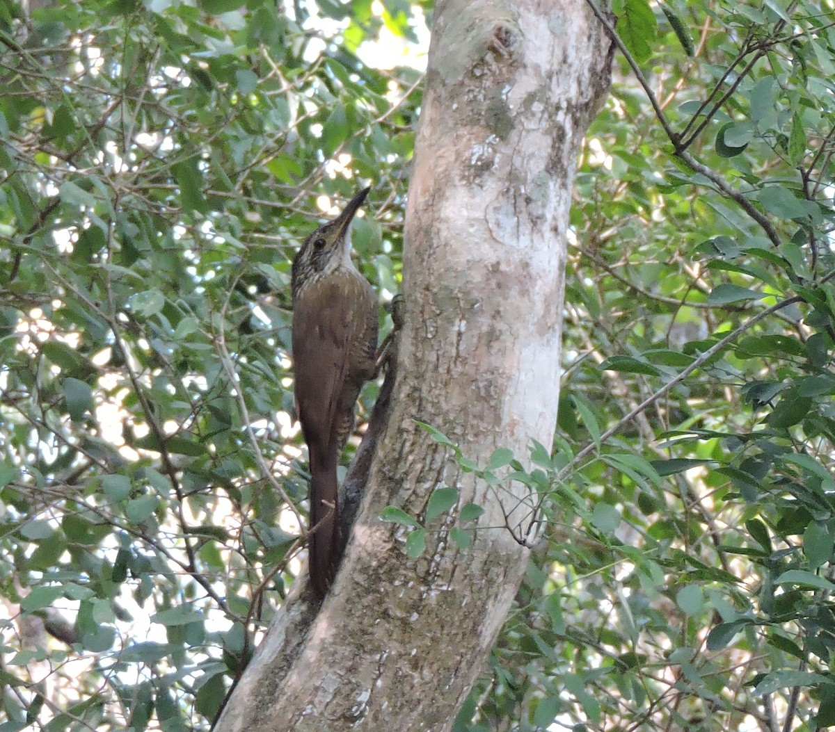 Planalto Woodcreeper - ML62539451