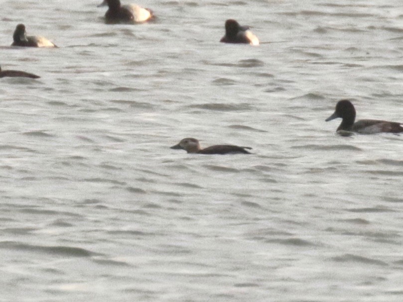 Long-tailed Duck - ML625394511