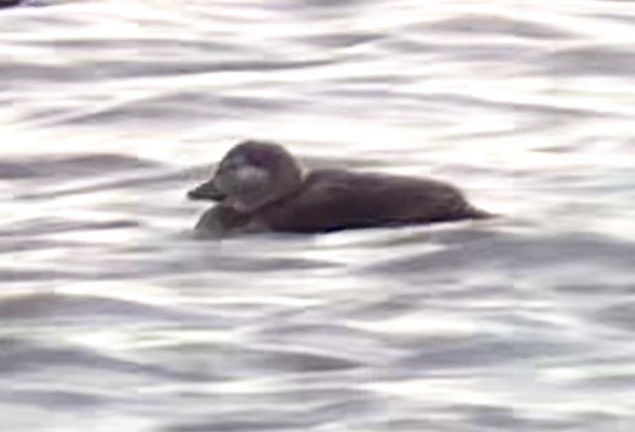 Long-tailed Duck - ML625394516