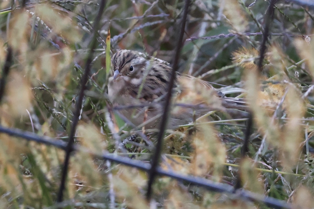 Clay-colored Sparrow - ML625394571
