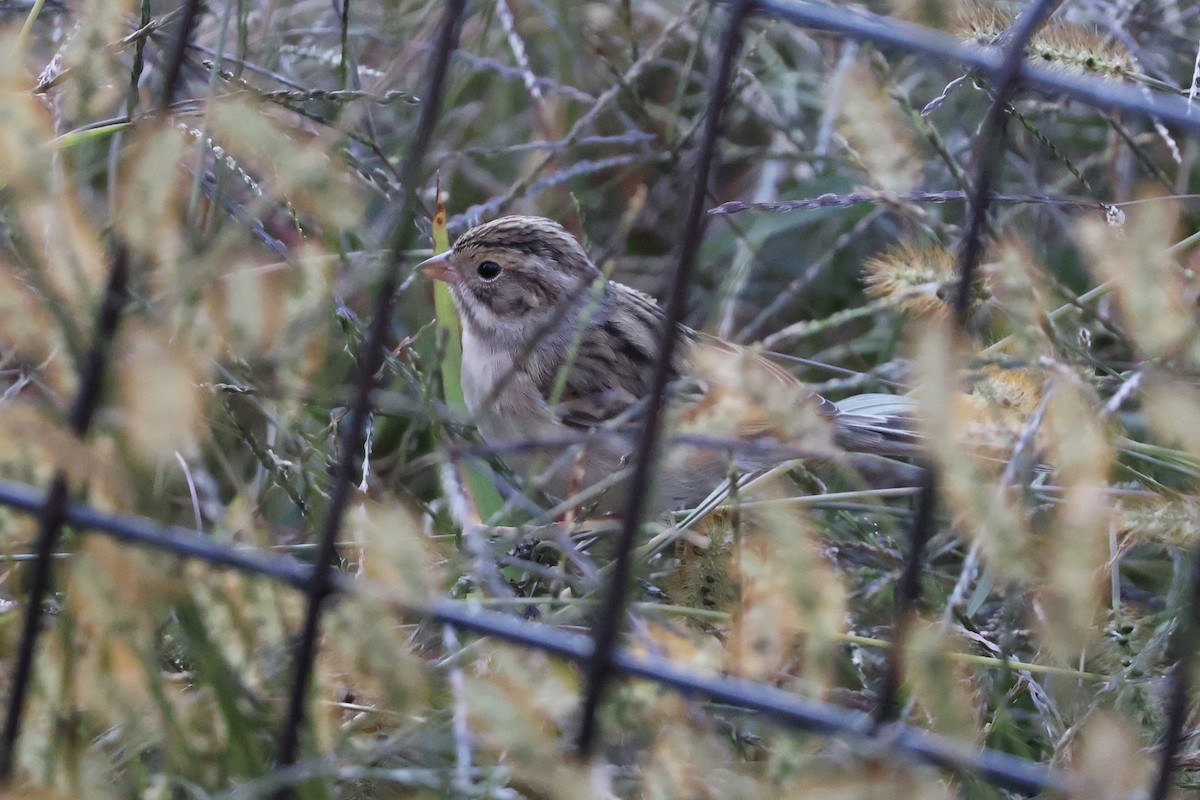 Clay-colored Sparrow - ML625394572