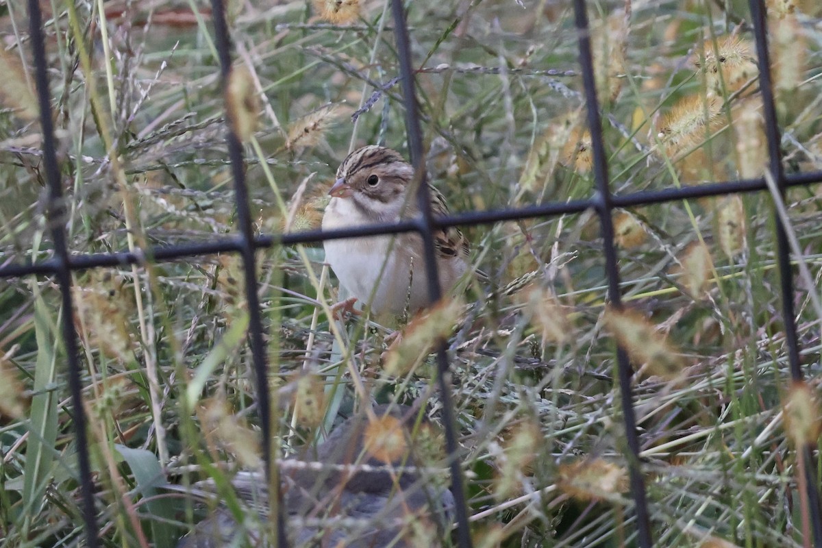 Clay-colored Sparrow - ML625394575
