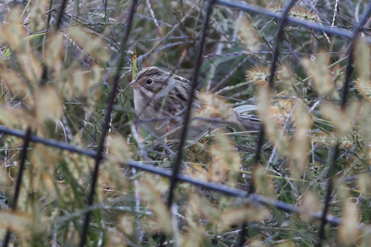 Clay-colored Sparrow - ML625394576