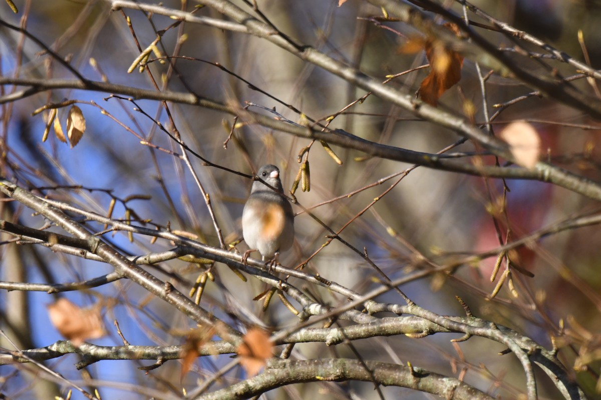 Dark-eyed Junco - ML625394581