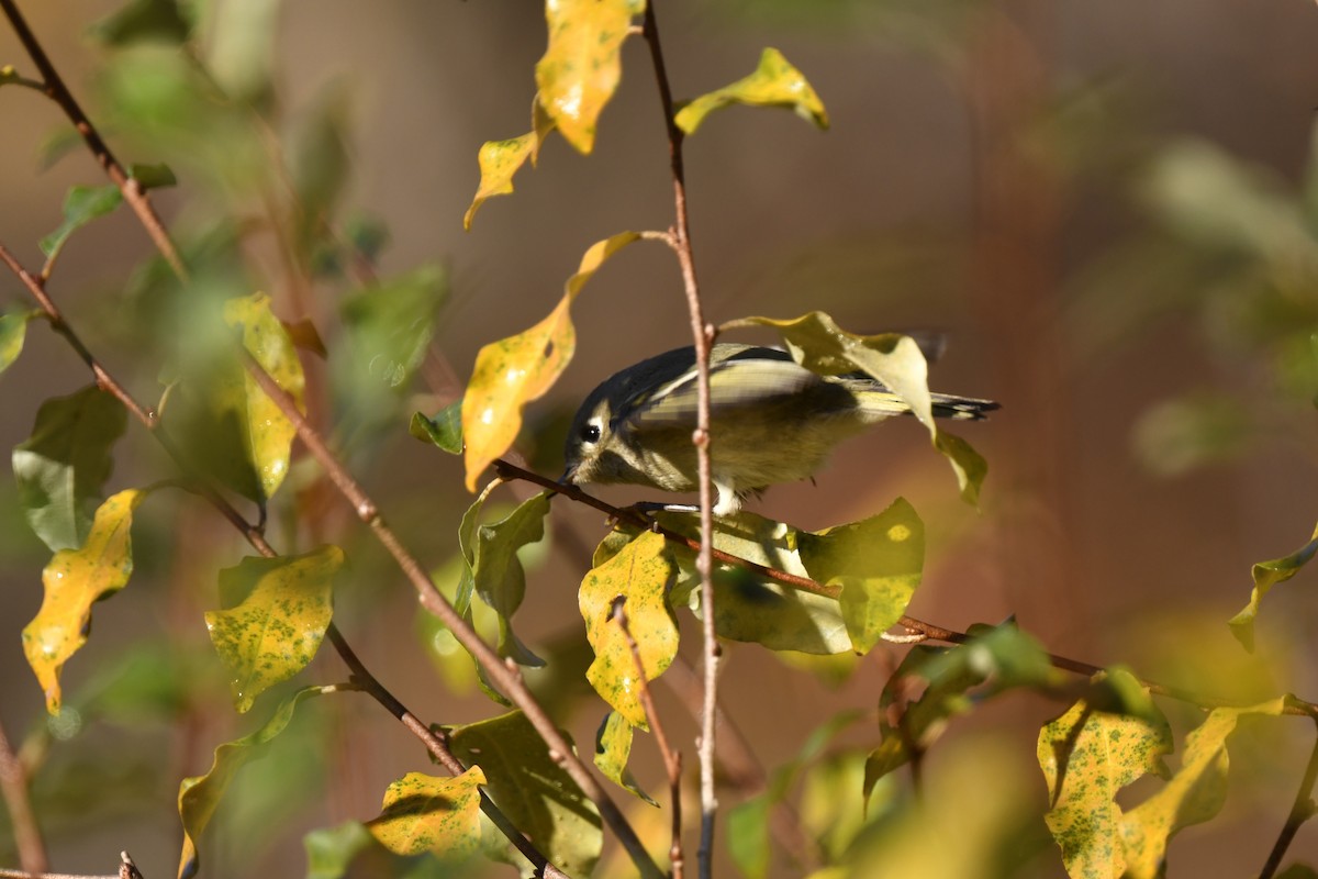 Ruby-crowned Kinglet - ML625394587