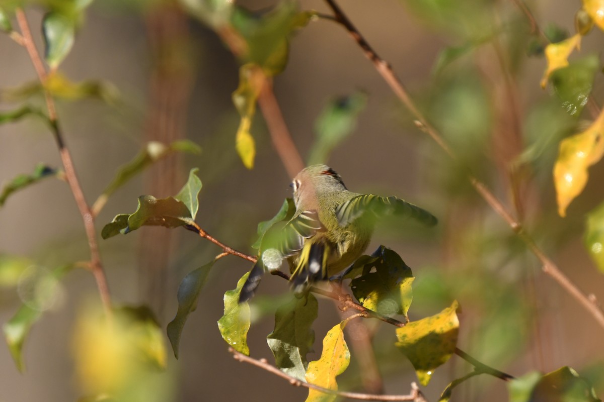 Ruby-crowned Kinglet - ML625394597