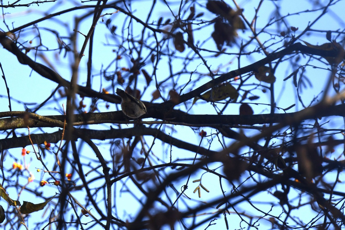 Golden-crowned Kinglet - ML625394613