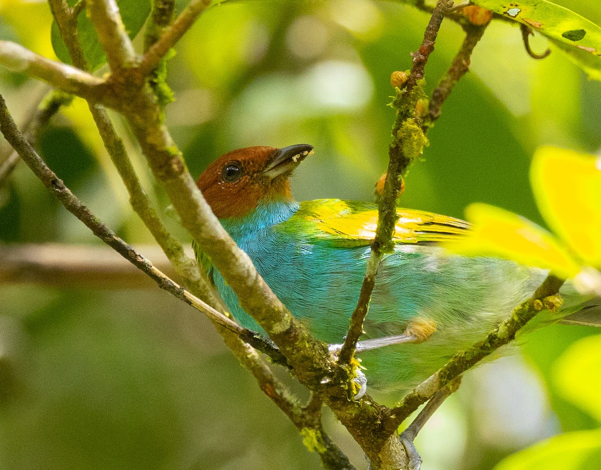 Bay-headed Tanager - ML625394651