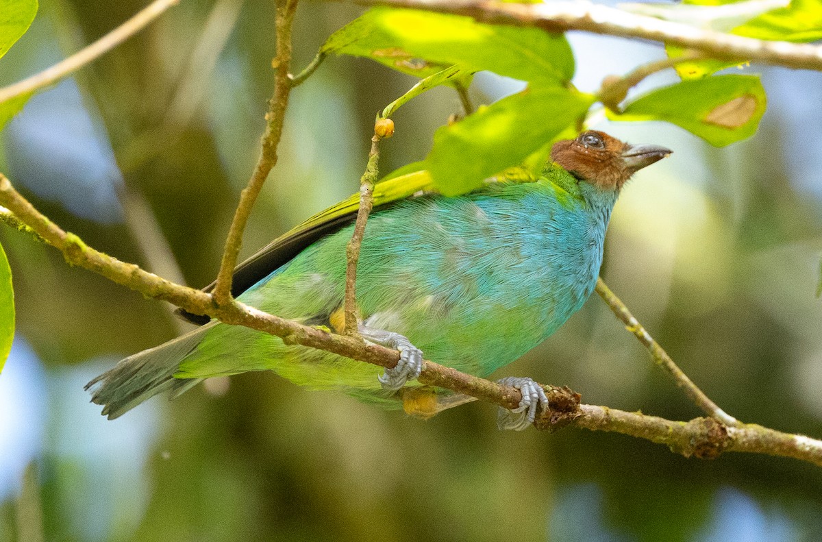 Bay-headed Tanager - ML625394652