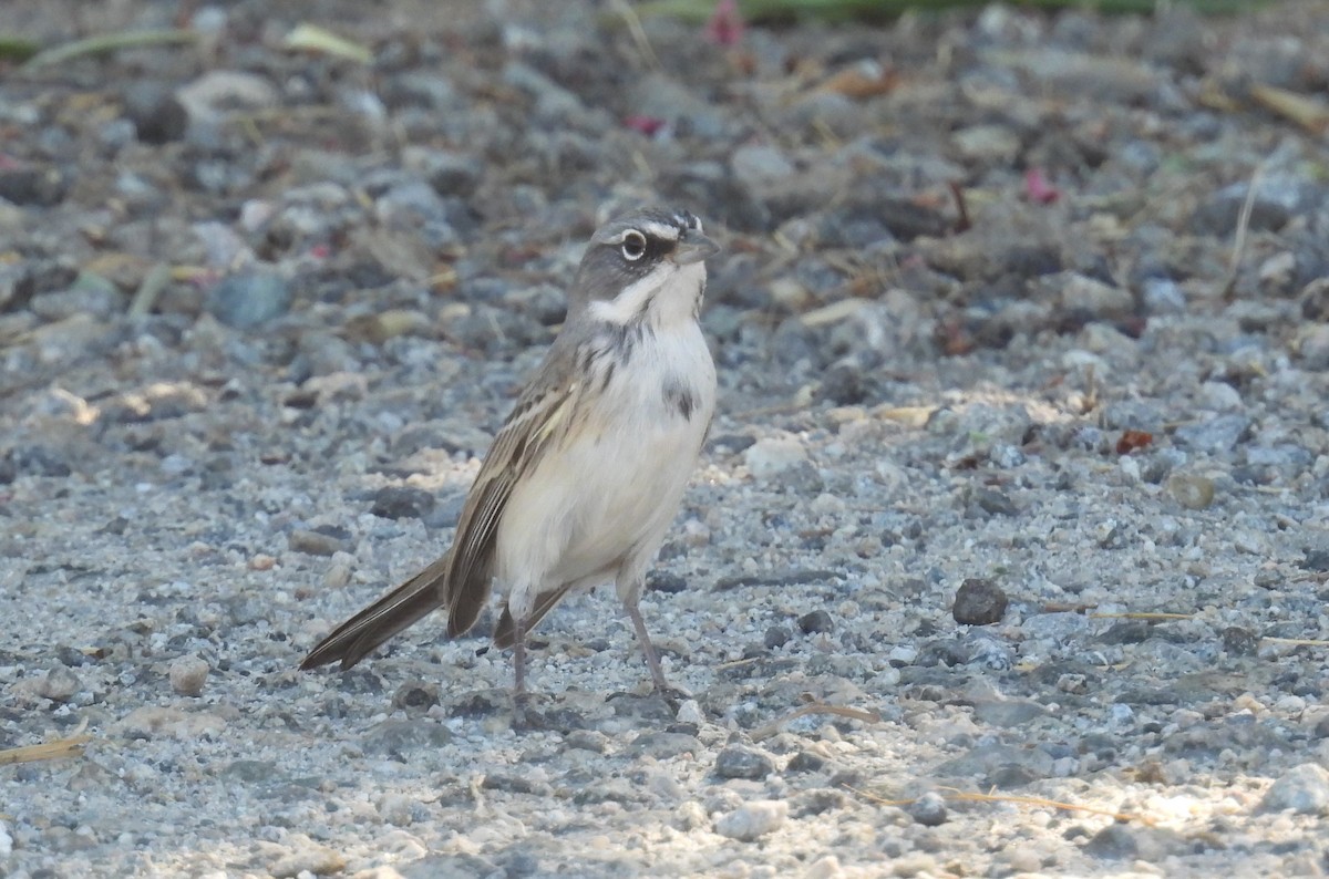 Sagebrush/Bell's Sparrow (Sage Sparrow) - ML625394672