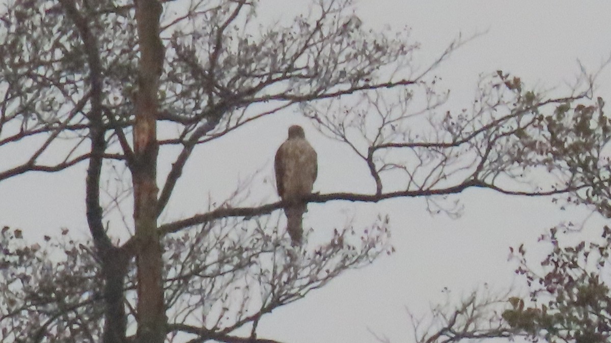 Eurasian Goshawk - ML625394674