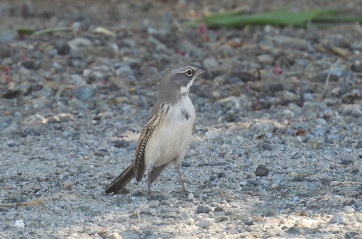 Sagebrush/Bell's Sparrow (Sage Sparrow) - ML625394675