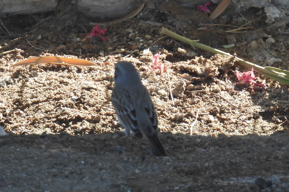 Sagebrush/Bell's Sparrow (Sage Sparrow) - ML625394681