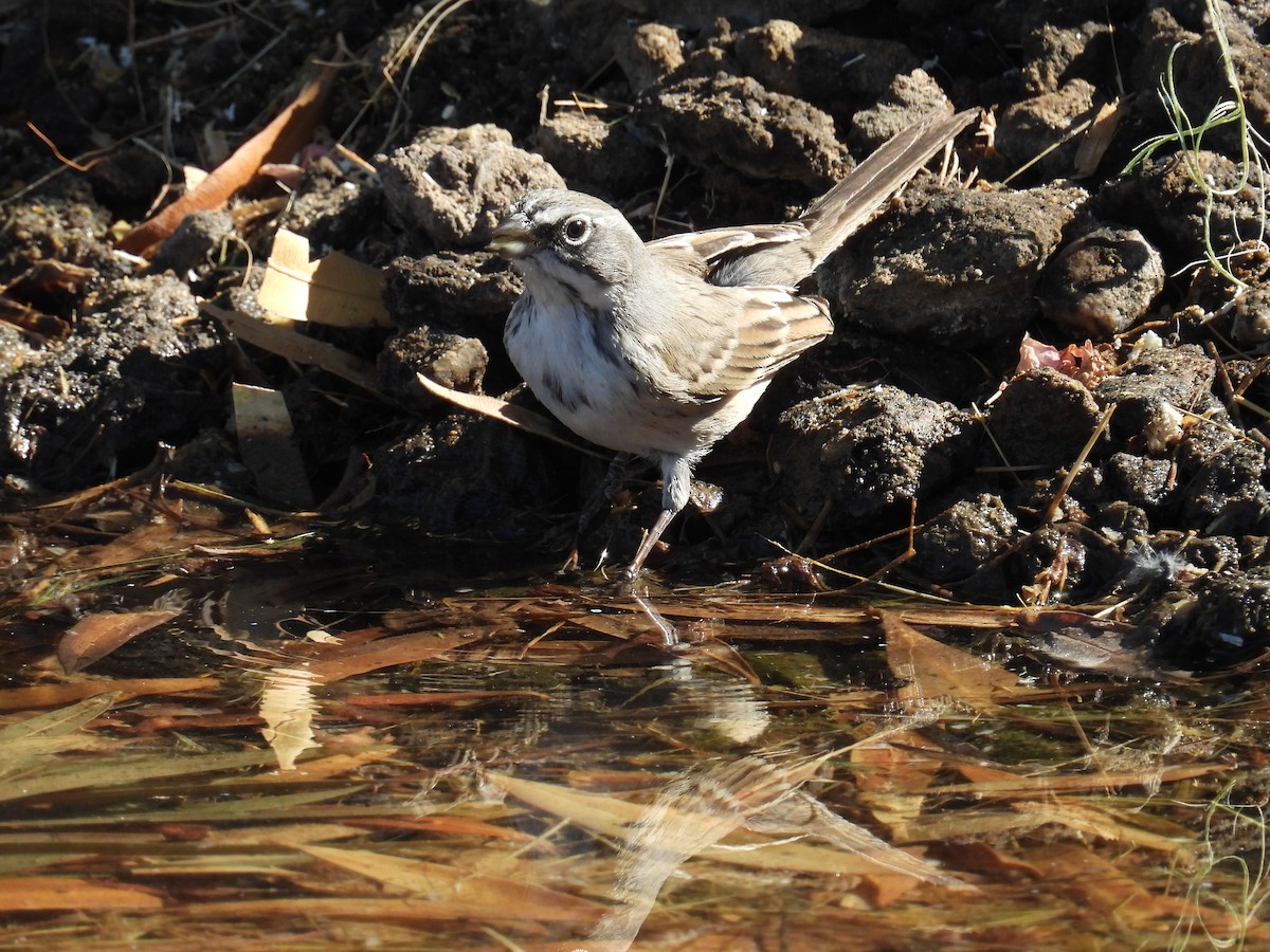 Sagebrush/Bell's Sparrow (Sage Sparrow) - ML625394685