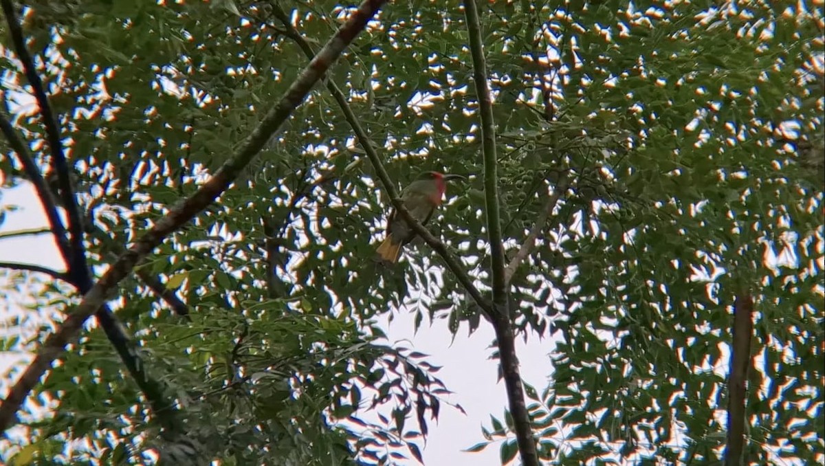 Red-bearded Bee-eater - ML625394714