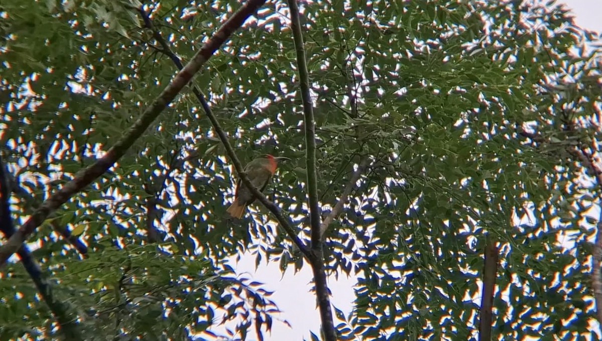 Red-bearded Bee-eater - ML625394715