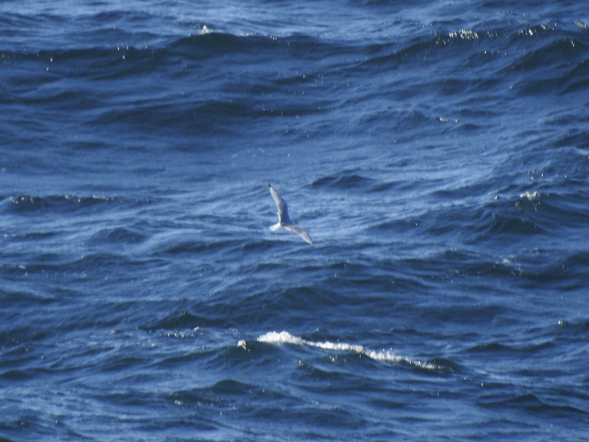 Black-legged Kittiwake - ML625394783