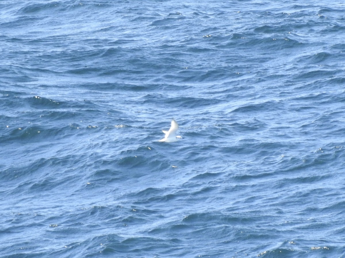 Black-legged Kittiwake - Noam Markus