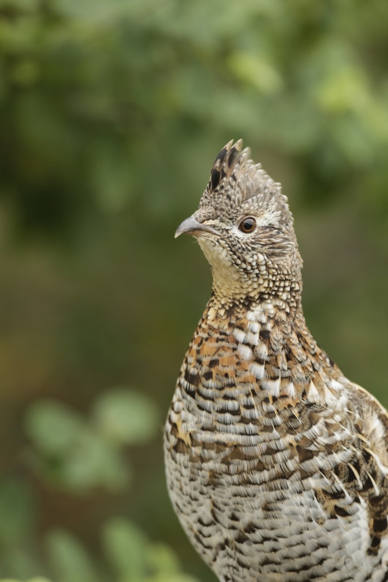 Ruffed Grouse - ML625394835