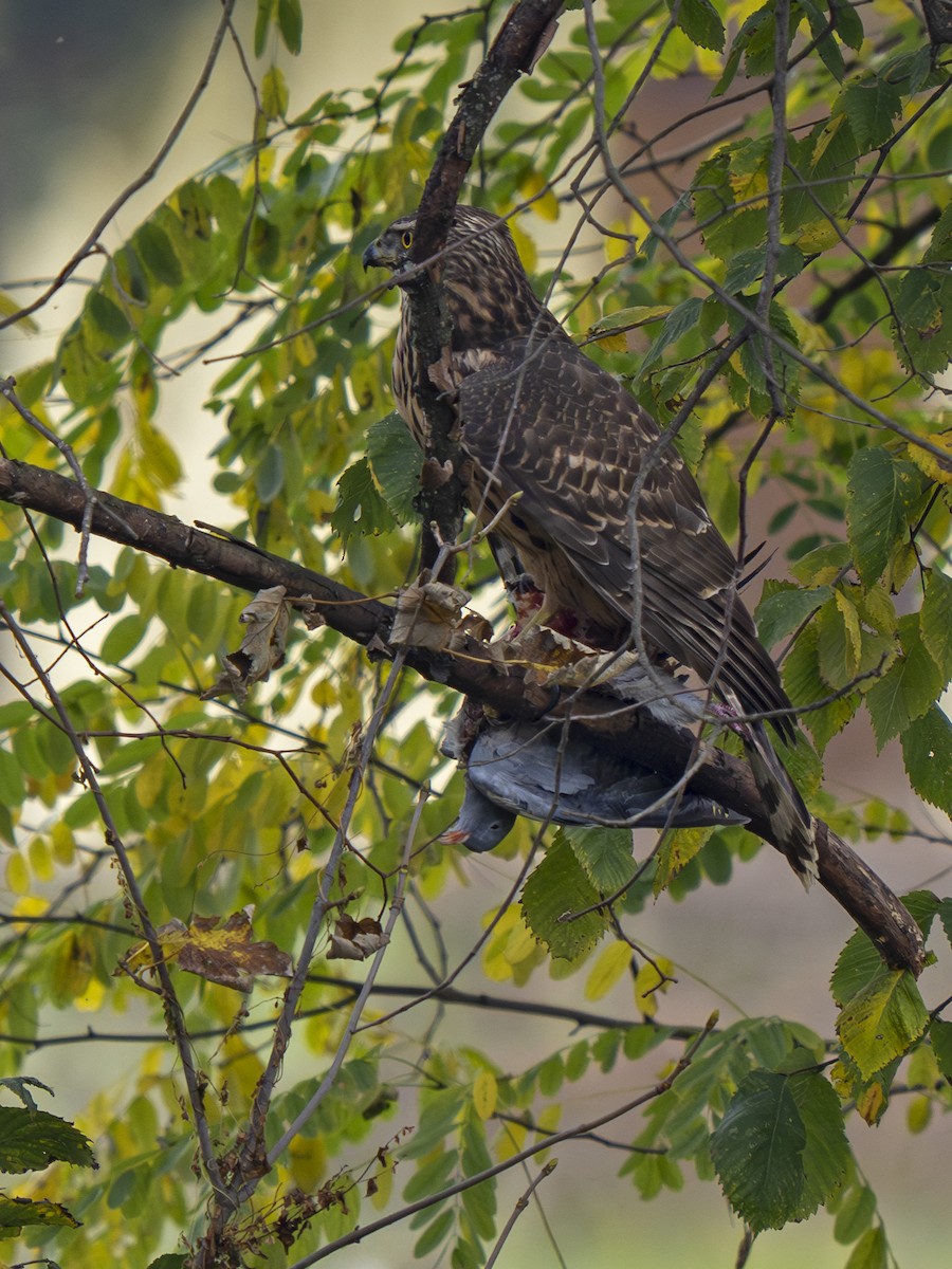 Eurasian Goshawk - Radek Papranec