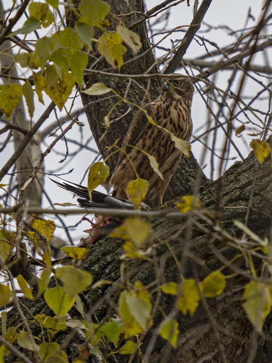 Eurasian Goshawk - ML625394851