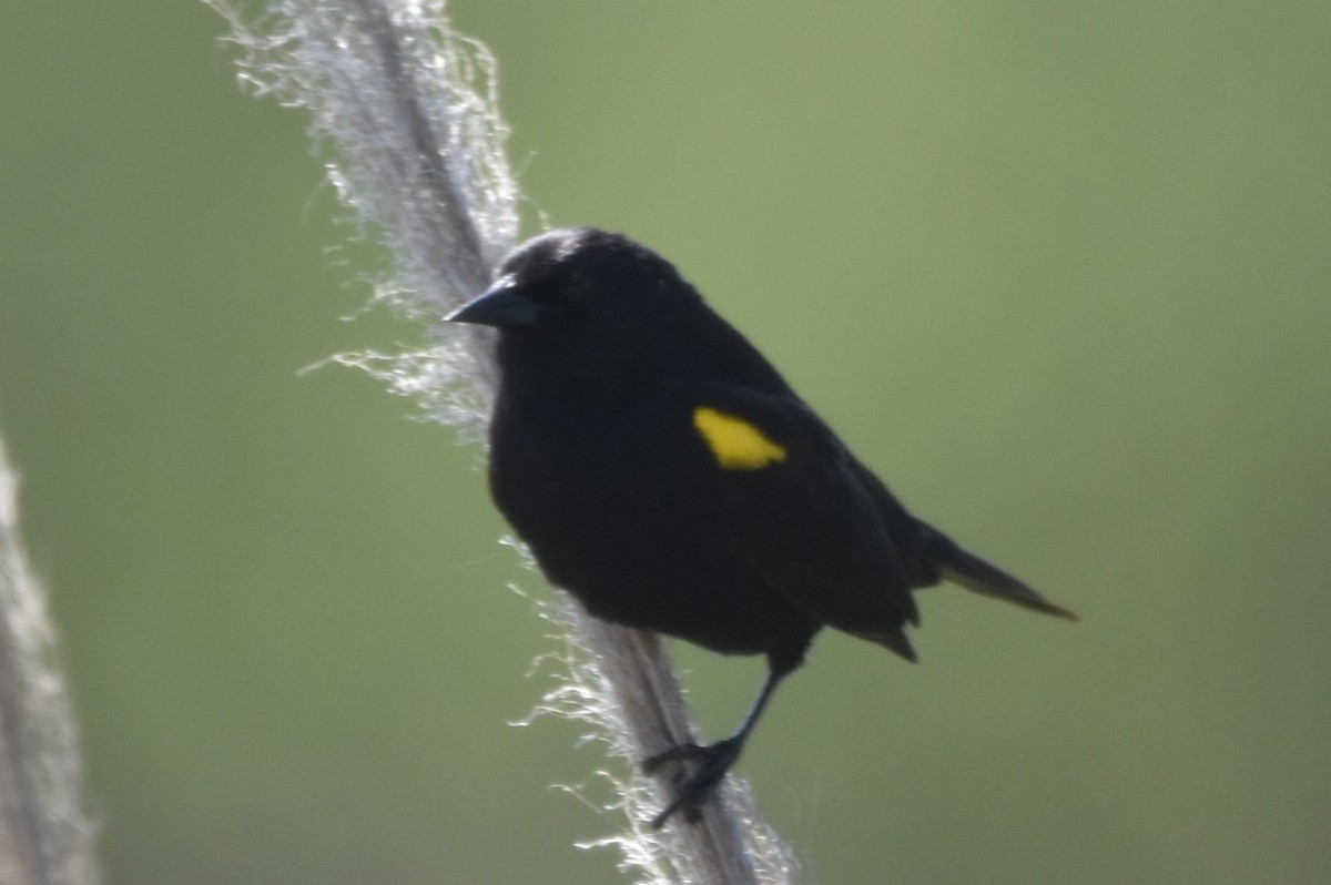 Yellow-winged Blackbird - ML625394928