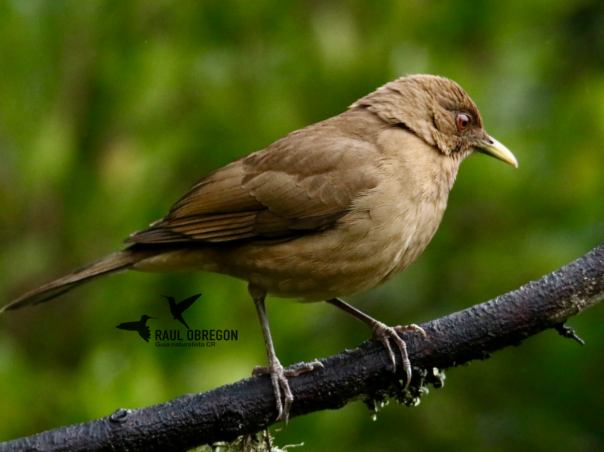 Clay-colored Thrush - Raúl Obregón