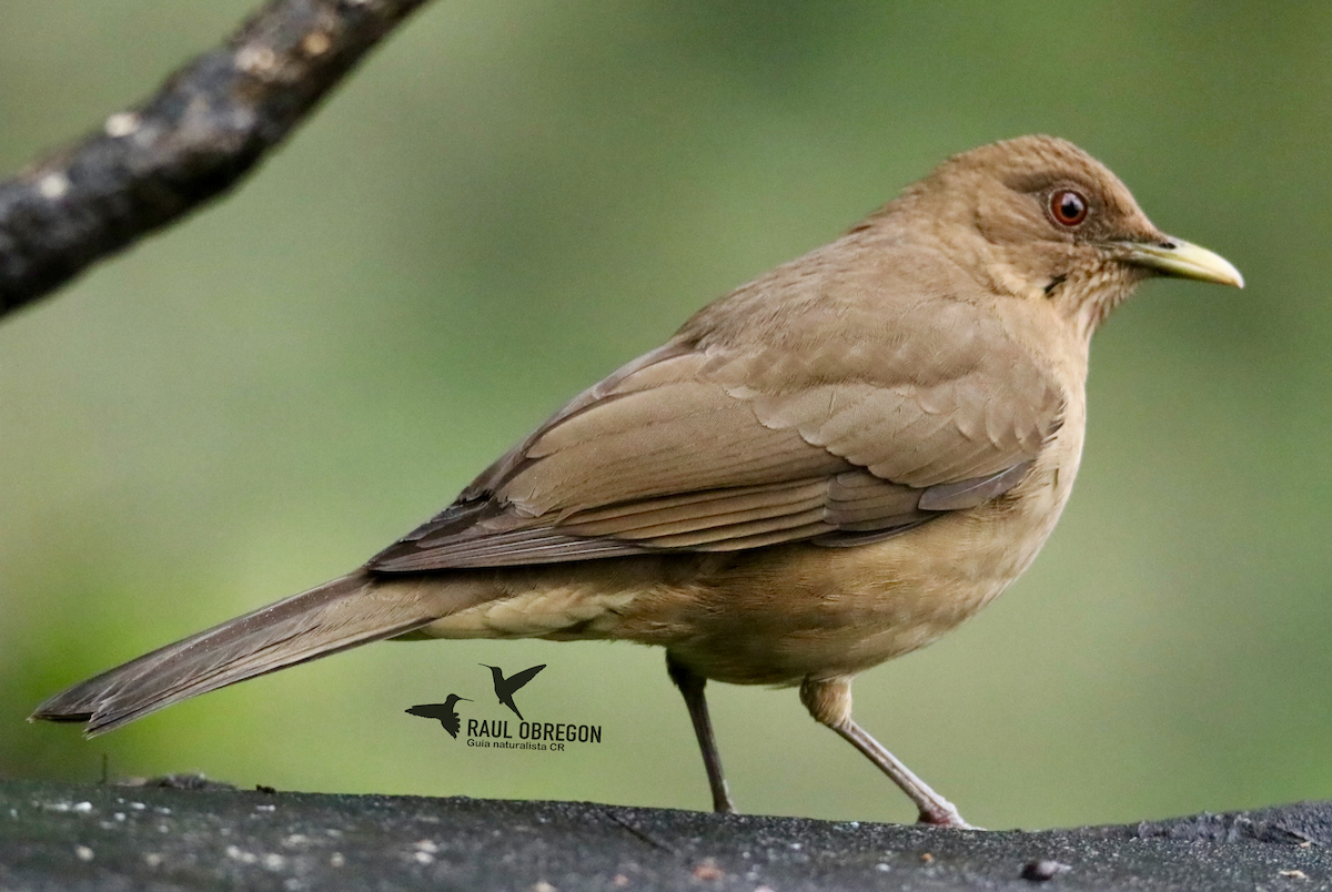 Clay-colored Thrush - Raúl Obregón