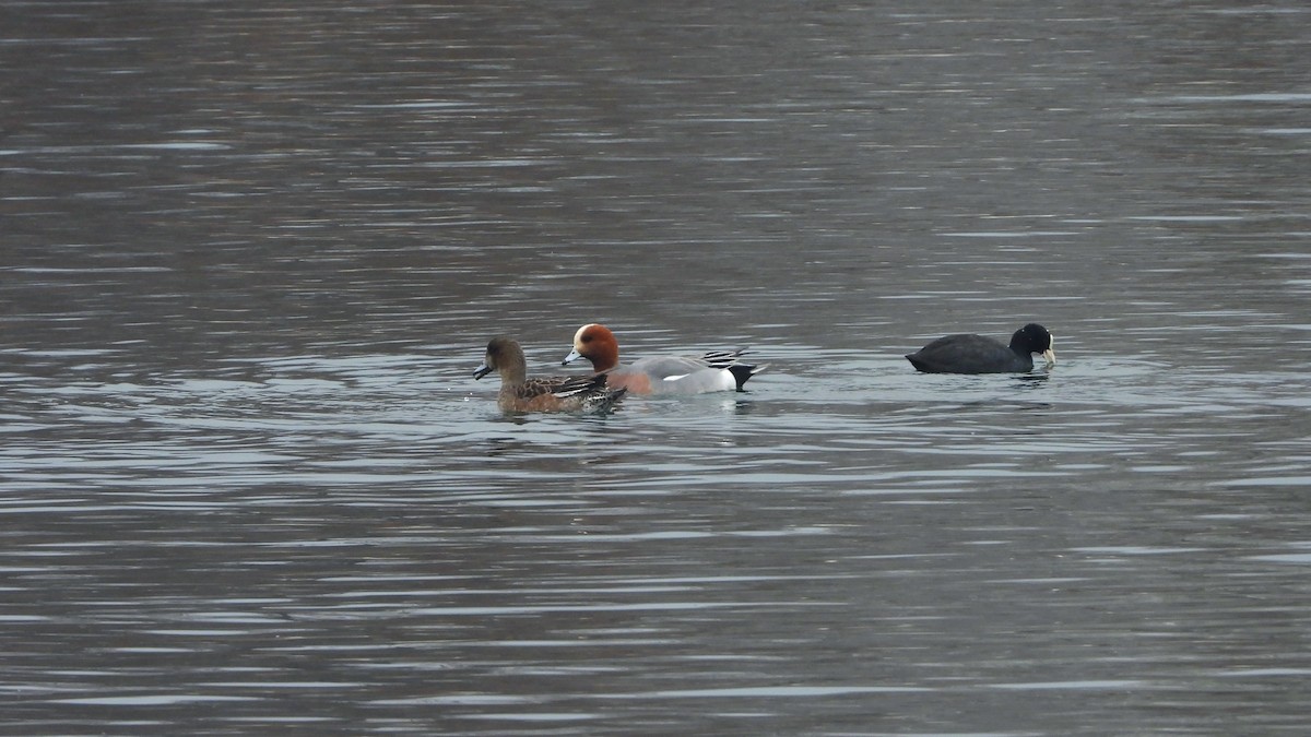 Eurasian Wigeon - ML625395076