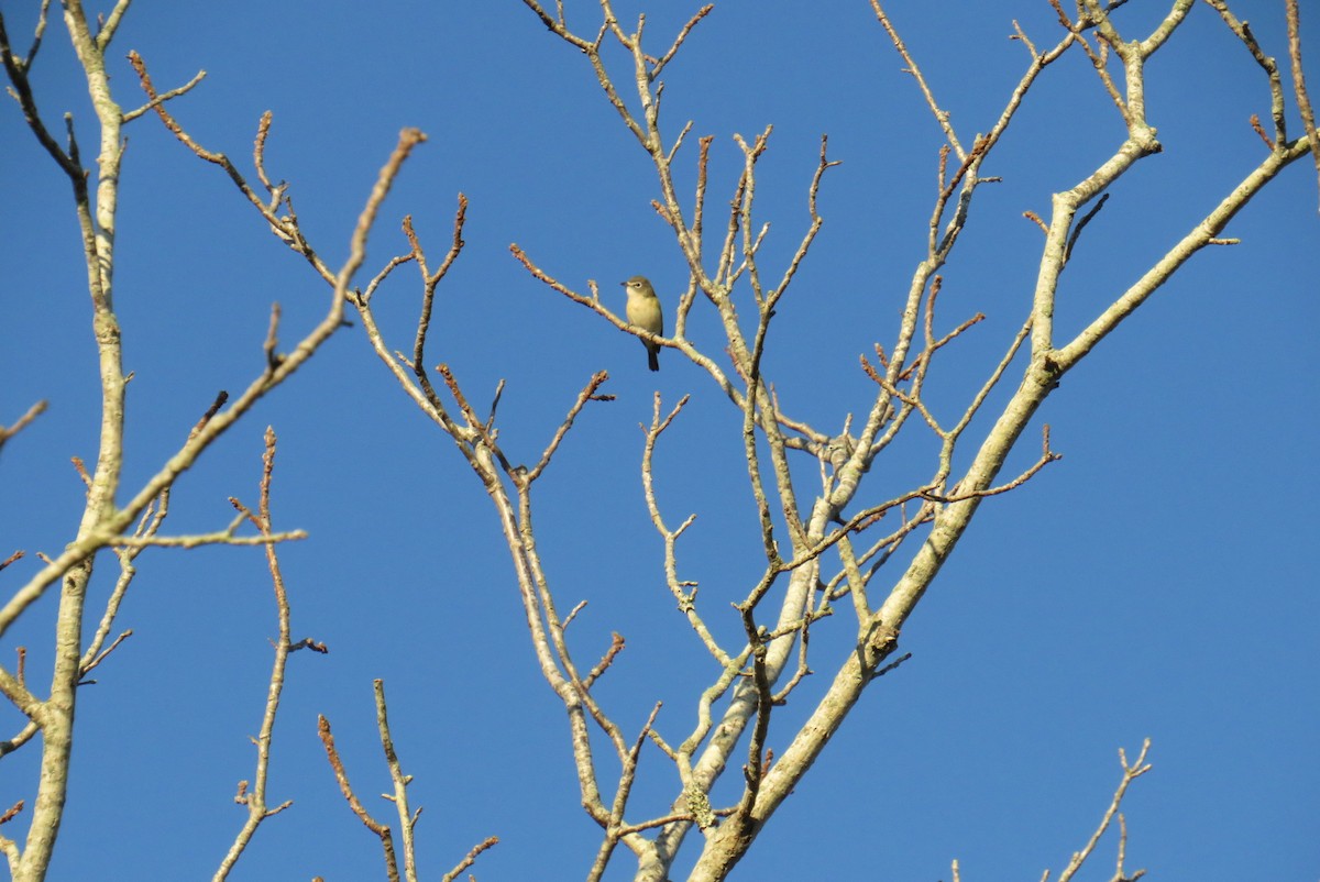 Blue-headed Vireo - ML625395108