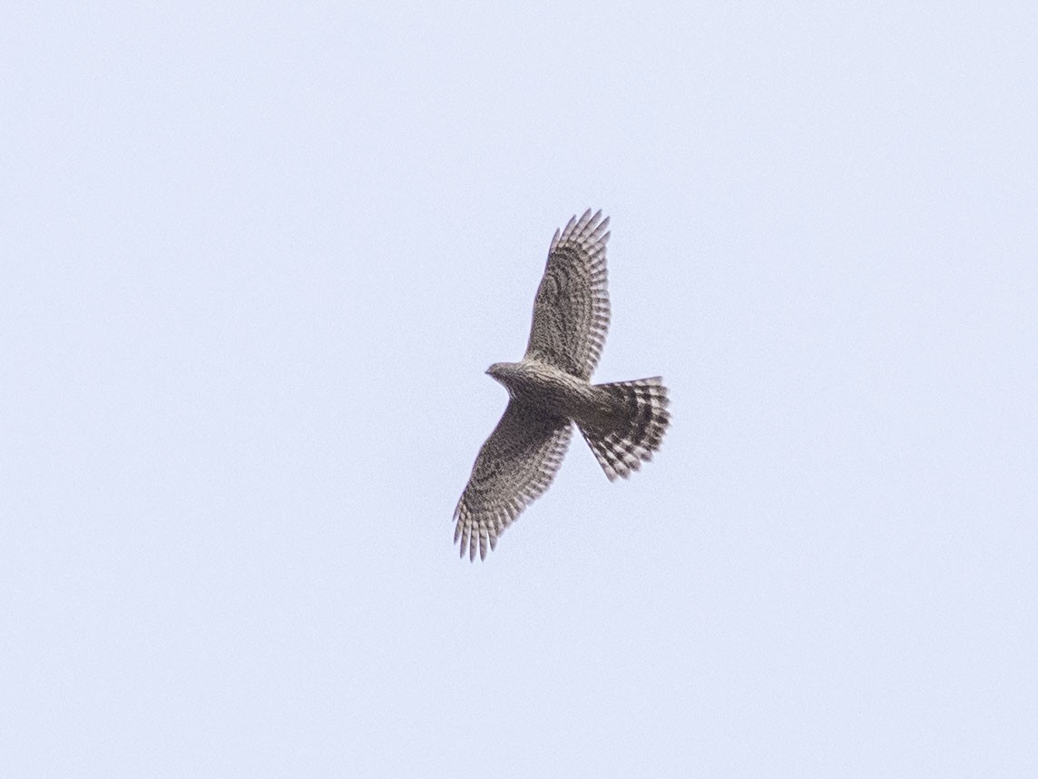 Eurasian Goshawk - ML625395175