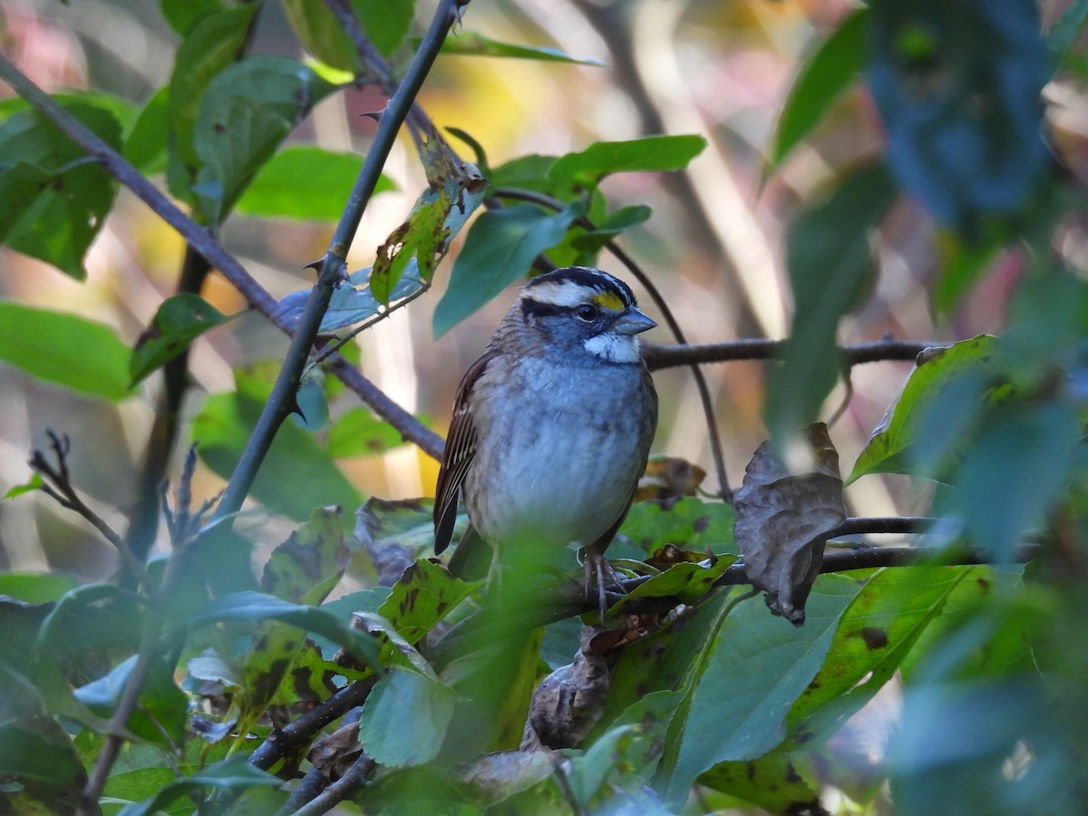White-throated Sparrow - ML625395176