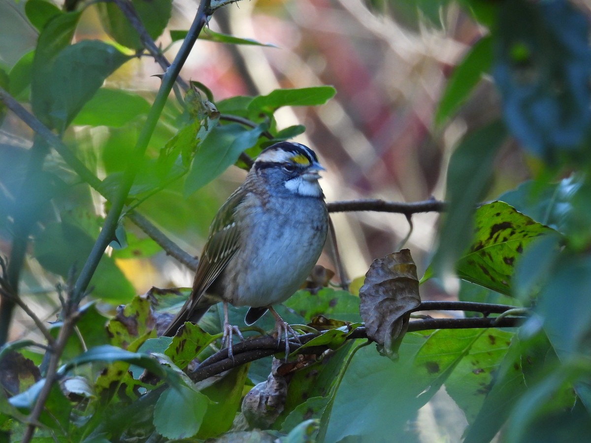 White-throated Sparrow - ML625395177