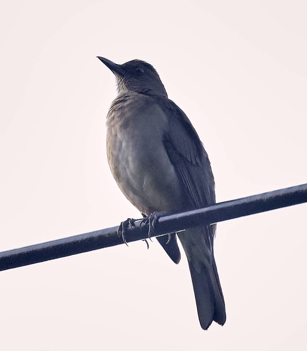 Black-billed Thrush - ML625395184