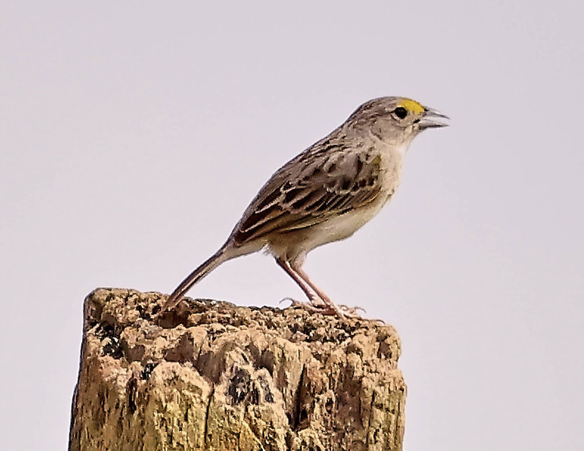 Yellow-browed Sparrow - ML625395190