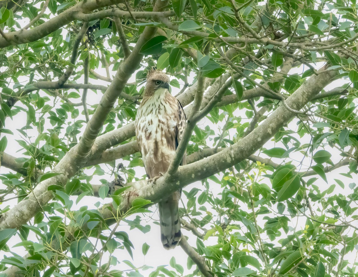 Changeable Hawk-Eagle (Crested) - ML625395240