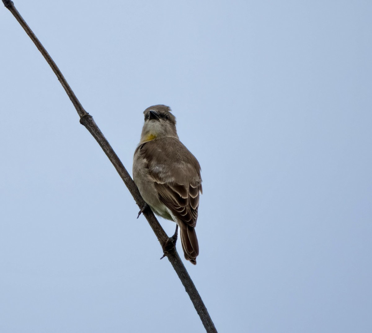 Yellow-throated Sparrow - ML625395248