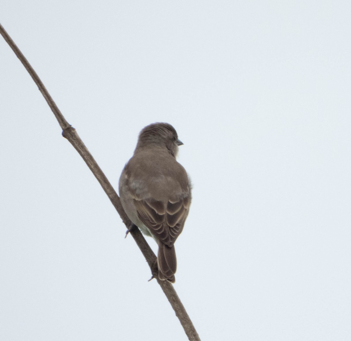 Yellow-throated Sparrow - ML625395249